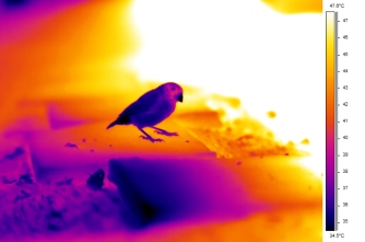 Sample thermal image from ~1 meter (finch hanging out in the shade)